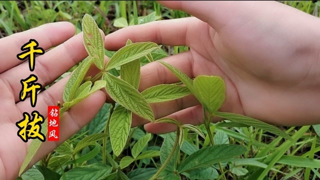 千斤拔又名钻地风,当地人常用来煲汤泡酒,据说常喝能力顶千斤!