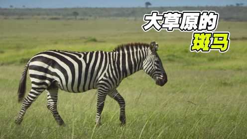 如果有一只斑马在大草原吃草你看见了吗？《生命之色》#纪录片推荐官·青春季#