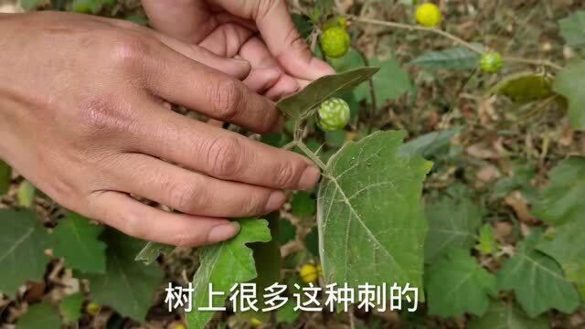 农村常见的“牙痛果”你认识吗?它有很大的用处