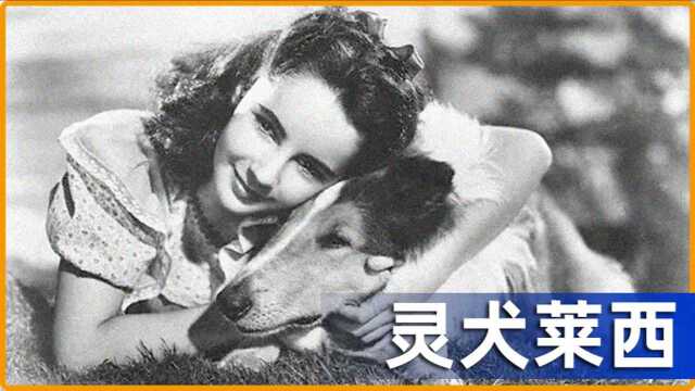 《灵犬莱西》狗狗跑了800多公里,逃回老家,主人对它像亲人一样.