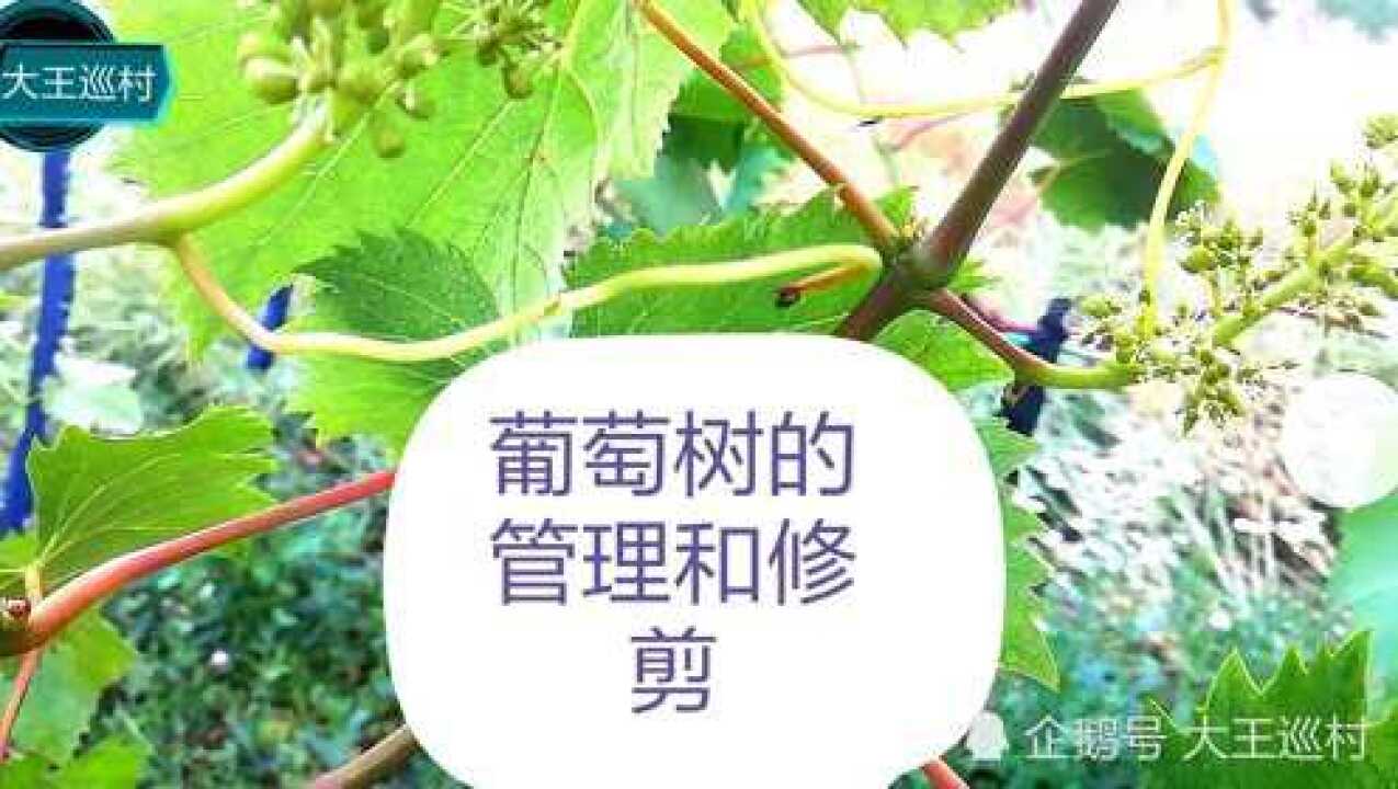 葡萄樹的管理和修剪,生長期更加重要_騰訊視頻