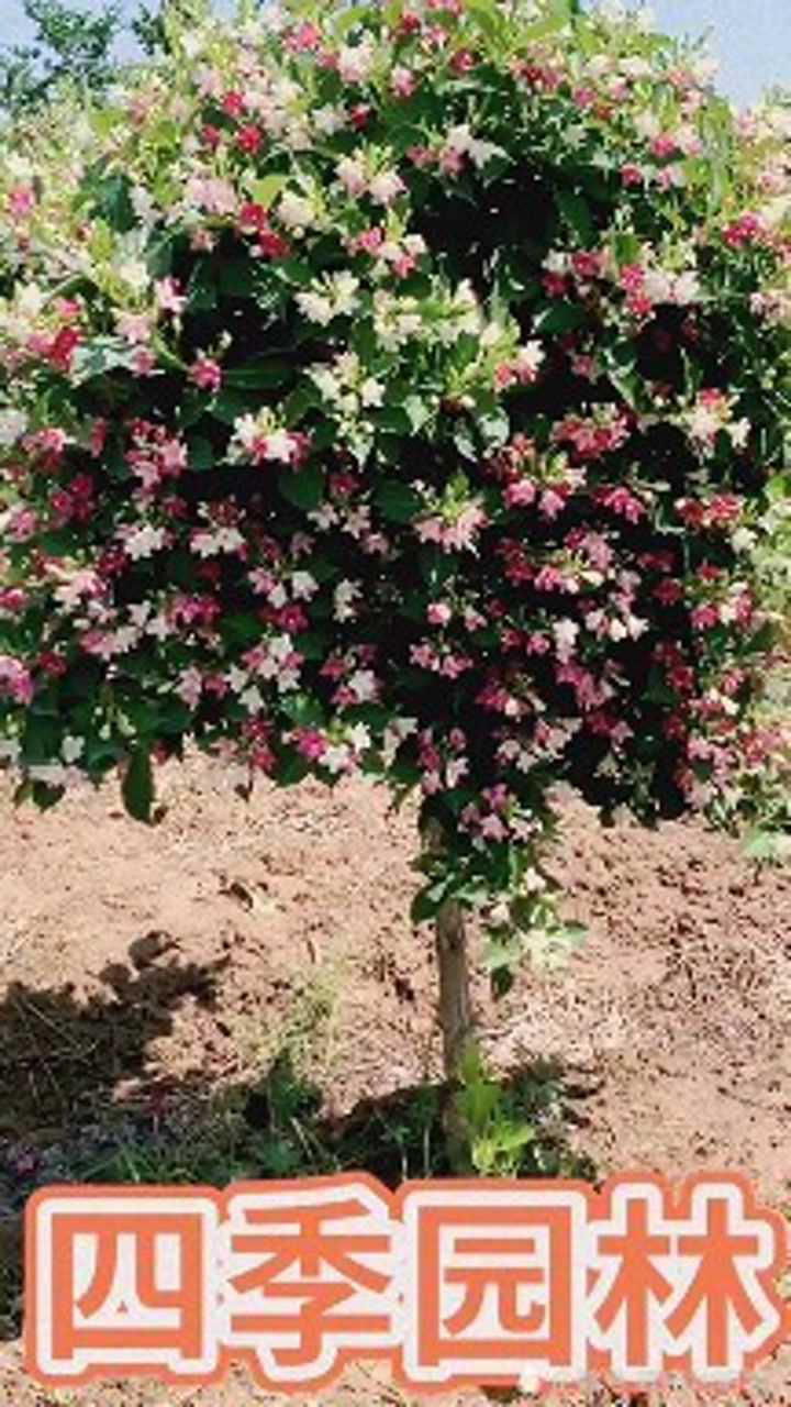 粗独杆棒棒糖型的五彩锦带花束