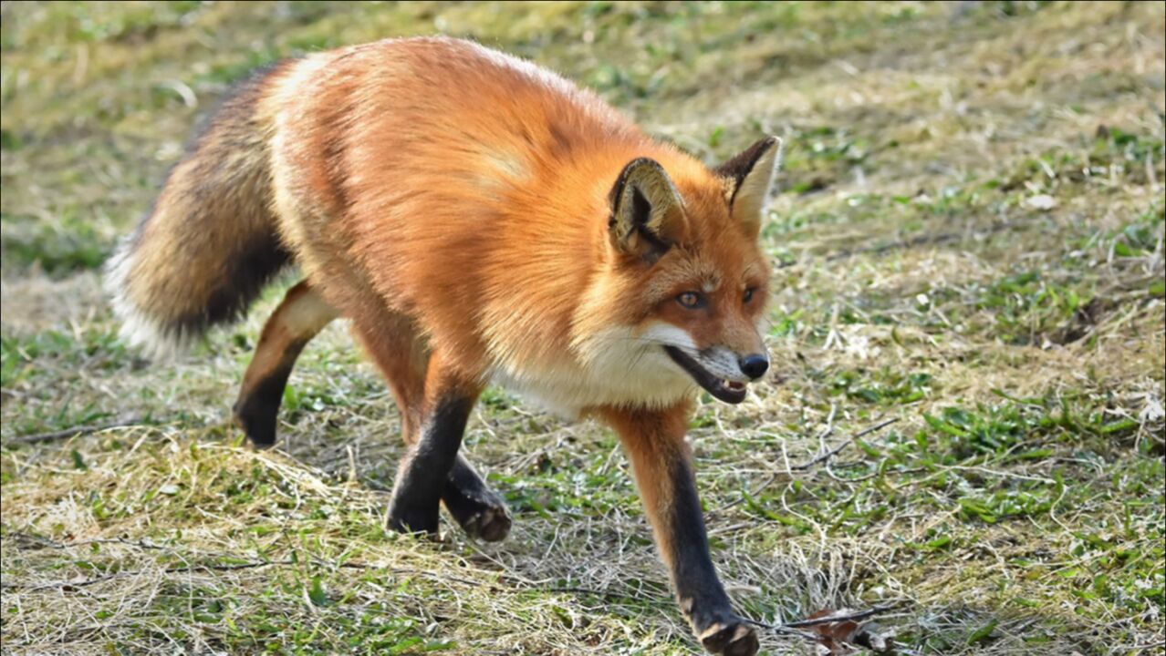 大山里发现一只金黄色狐狸,3条腿跑着给汽车带路,真可爱_腾讯视频