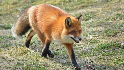 大山里发现一只金黄色狐狸,3条腿跑着给汽车带路,真可爱