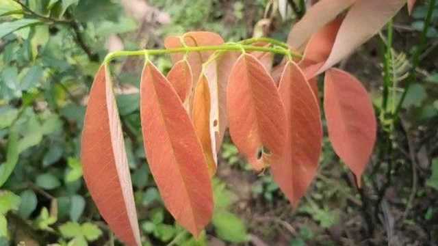 农村大山上的红色叶子植物,它是我国独有的植物,作用大非常的珍贵