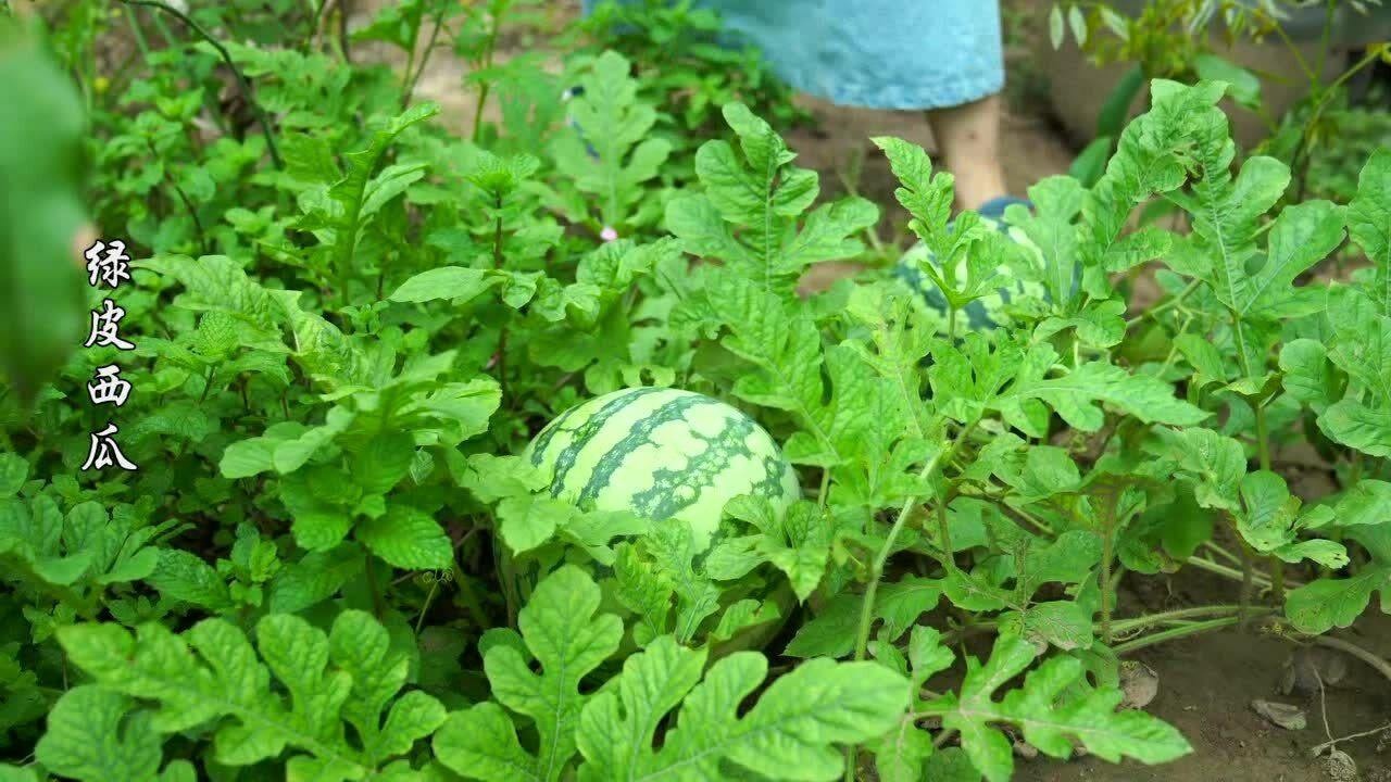 农村生活分享,古方西瓜霜原来是这样做的,西瓜霜原来真的是用西瓜做