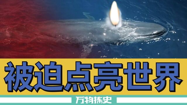 深海顶级掠食者抹香鲸,为何被人类逼上绝路?#纪录片推荐官ⷩ’春季#