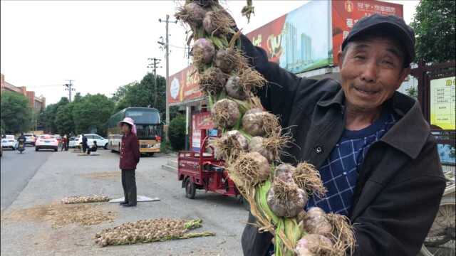 宝鸡蔡家坡路边蒜农卖大蒜,大爷种了三分地,听听能挣多少钱