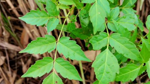 这种植物长得很特别,它叫显齿蛇葡萄,是一种野生中草药,认识一下