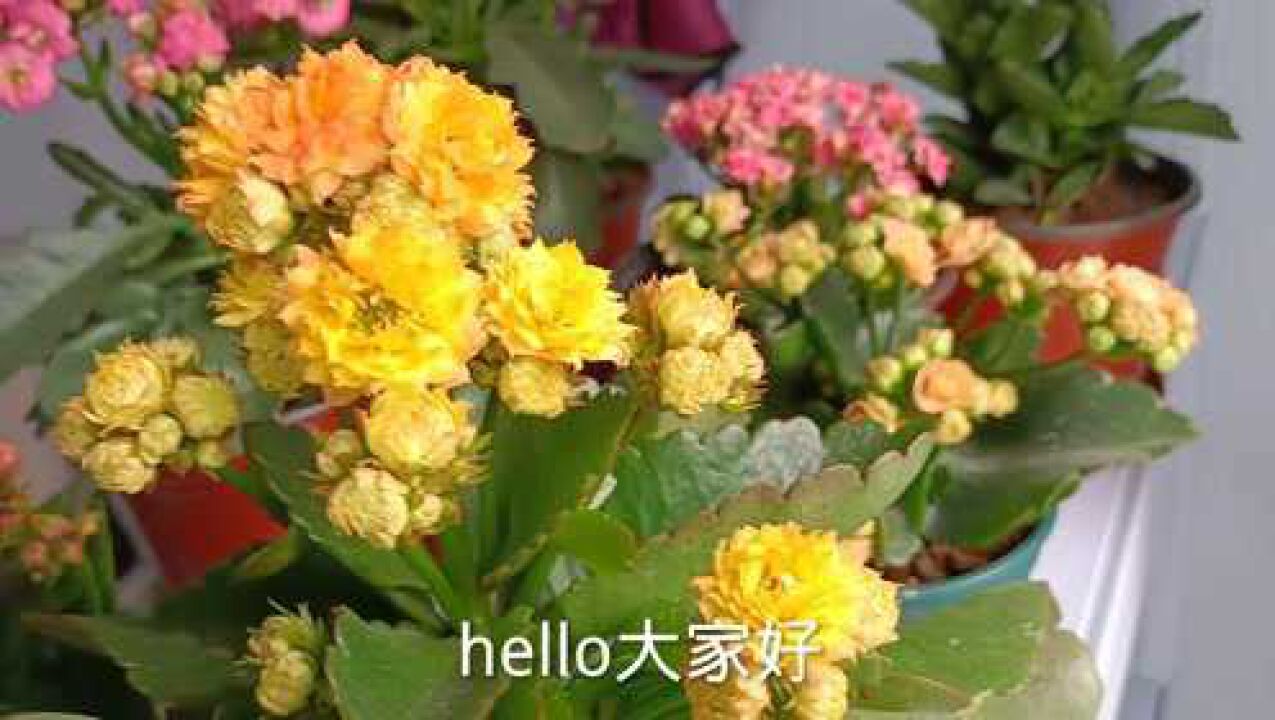 长寿花金丝辛巴鸿运高照哈!