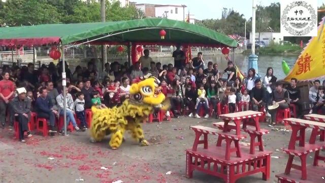 广东传统民俗文化醒狮表演,已有一千多年历史,历代传承至今