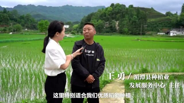 【兴乡计①】湄潭县永兴镇农民“玩转”科技种稻