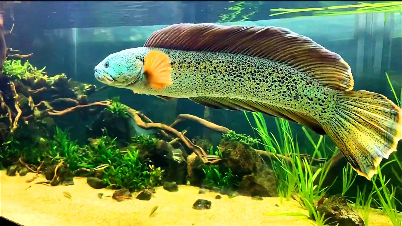 宠物明星,来自印度梦幻般的巴卡雷龙鱼