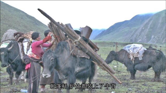 青藏高原藏族牧民四季游牧 春季搬家 牦牛承载着生活的全部