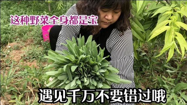 农村最常见的苦苣菜,别在当野菜拔掉了,它的用途你知道多少呢?