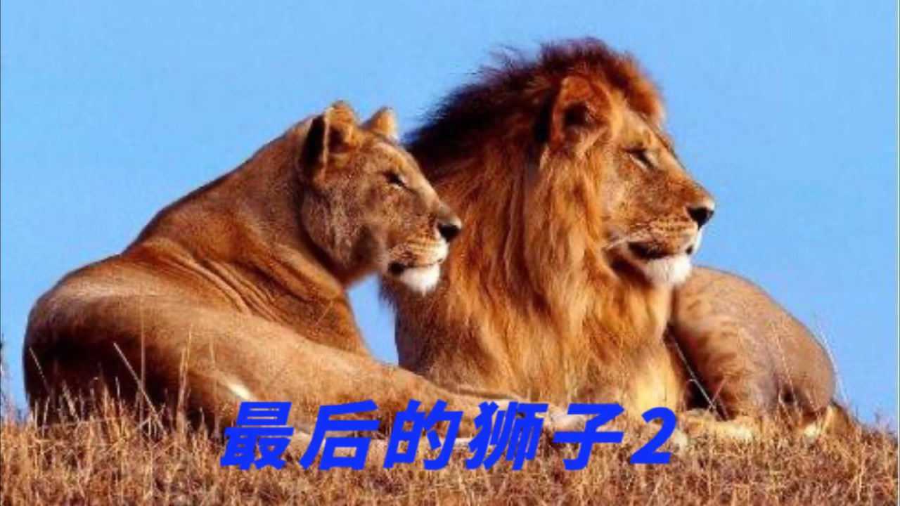 最后的狮子2这是一部精彩好看的纪录片在非洲的大草原上看狮子的母爱