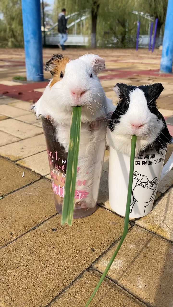 两只茶杯猪竟然这么可爱