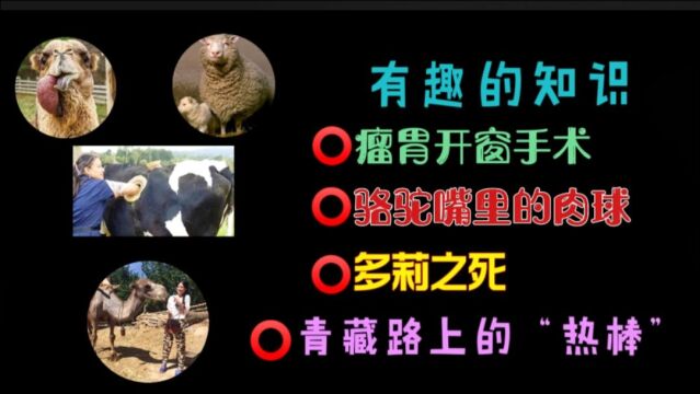 【科普】为什么在牛身上开洞?骆驼嘴巴里的肉球有什么用?