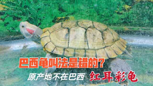 巴西龟的正确叫法是什么?它的原产地不在巴西,学名—红耳彩龟