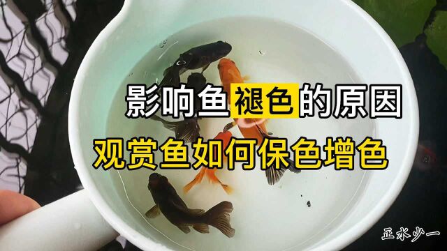 影响观赏鱼褪色的原因,怎么给鱼保色和增色