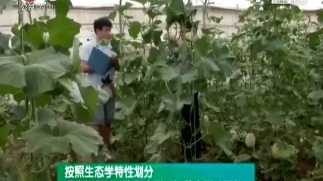 甜瓜在全国各地都有栽培 甜瓜设施栽培给种植者带来效益