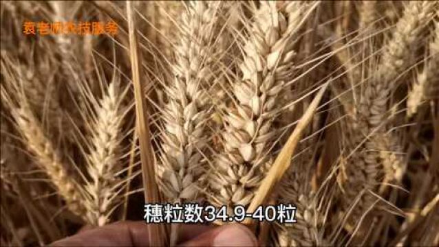 这个强筋小麦新品种,亩产高达827.6公斤,刷新河南纪录