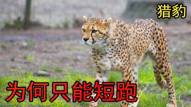 #“知识抢先知”征稿大赛# 猎豹虽然跑得很快,那为什么不能长距离奔跑?