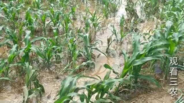 六月初二河北行唐一场大雨,玉米地里全是积水,看看大姜怎么样了