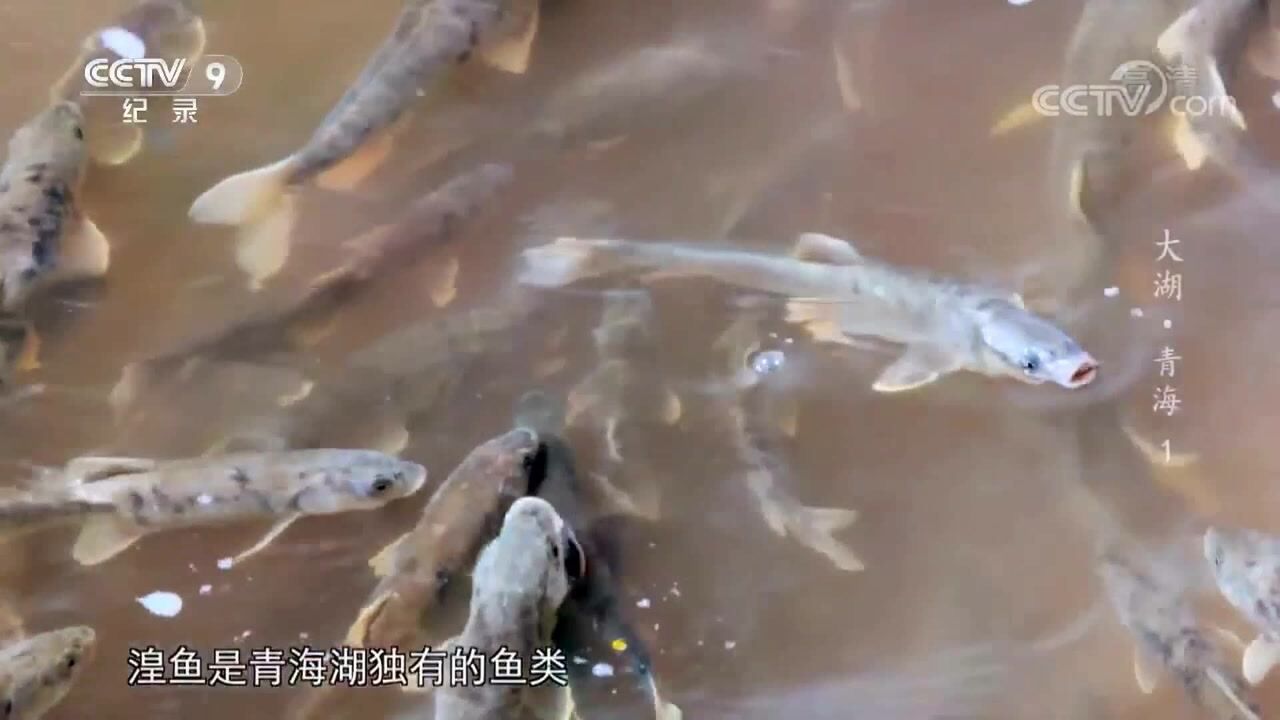 青海湖的湟鱼洄游奇观_高清