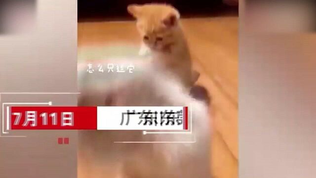 太可爱了!广东小猫咪看主人逗别的猫,下一秒反应太萌了