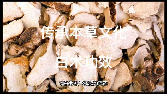 传承本草文化,一起学习白术功效