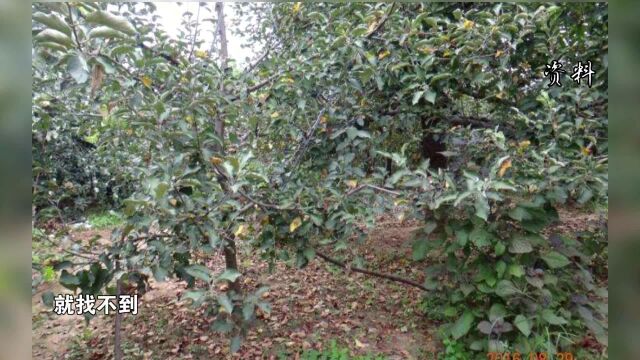 降雨频发,嘎啦炭疽菌叶枯病要防好!