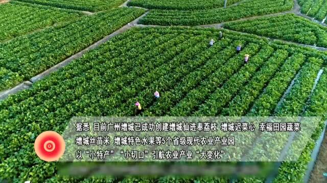 广州增城:高段位建设现代农业产业园,推动乡村全面振兴