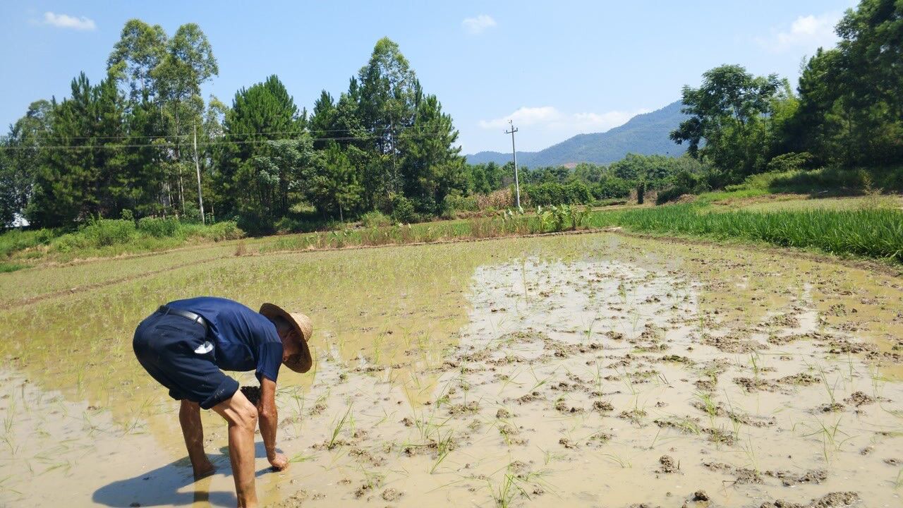 实拍一农村水稻插秧全过程,粮食来之不易不要再浪费了