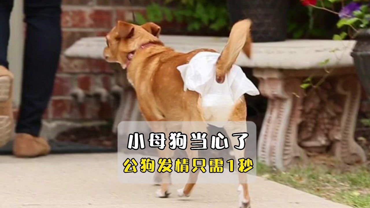小母狗当心了！公狗发情只需1秒_腾讯视频