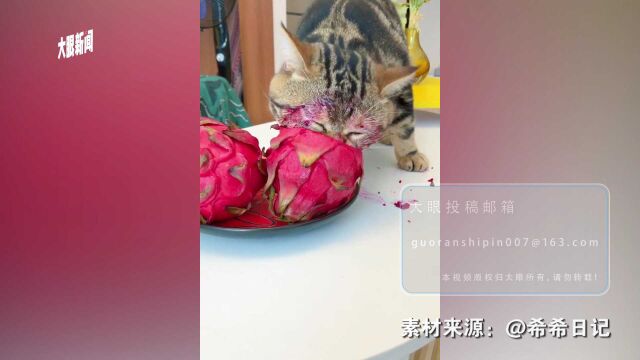 太可爱了!猫咪偷吃火龙果埋脸“苦干”,现场画面让人有点上头