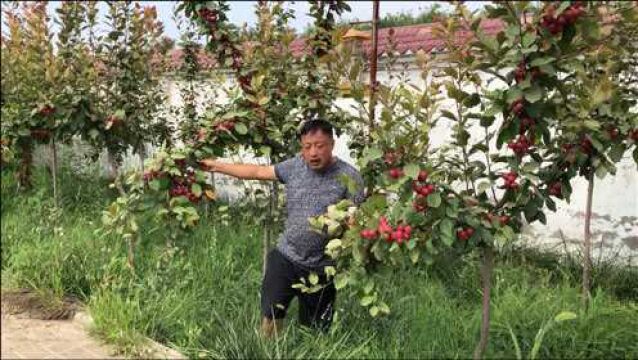 现在种植这种水果,目前属于冷门,产量高利润大还不愁销,了解下