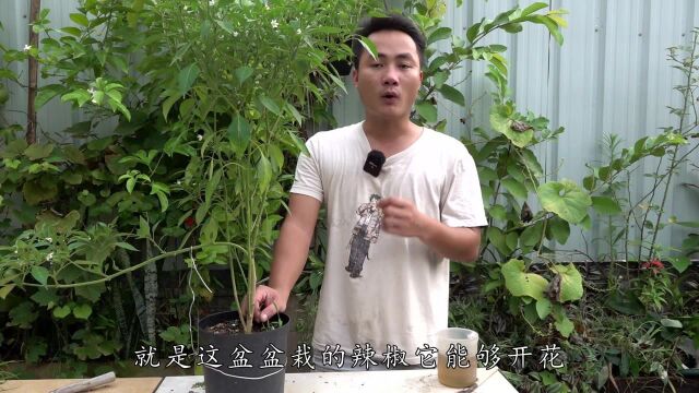 这2点不够重视,难怪你的辣椒只开花不结果