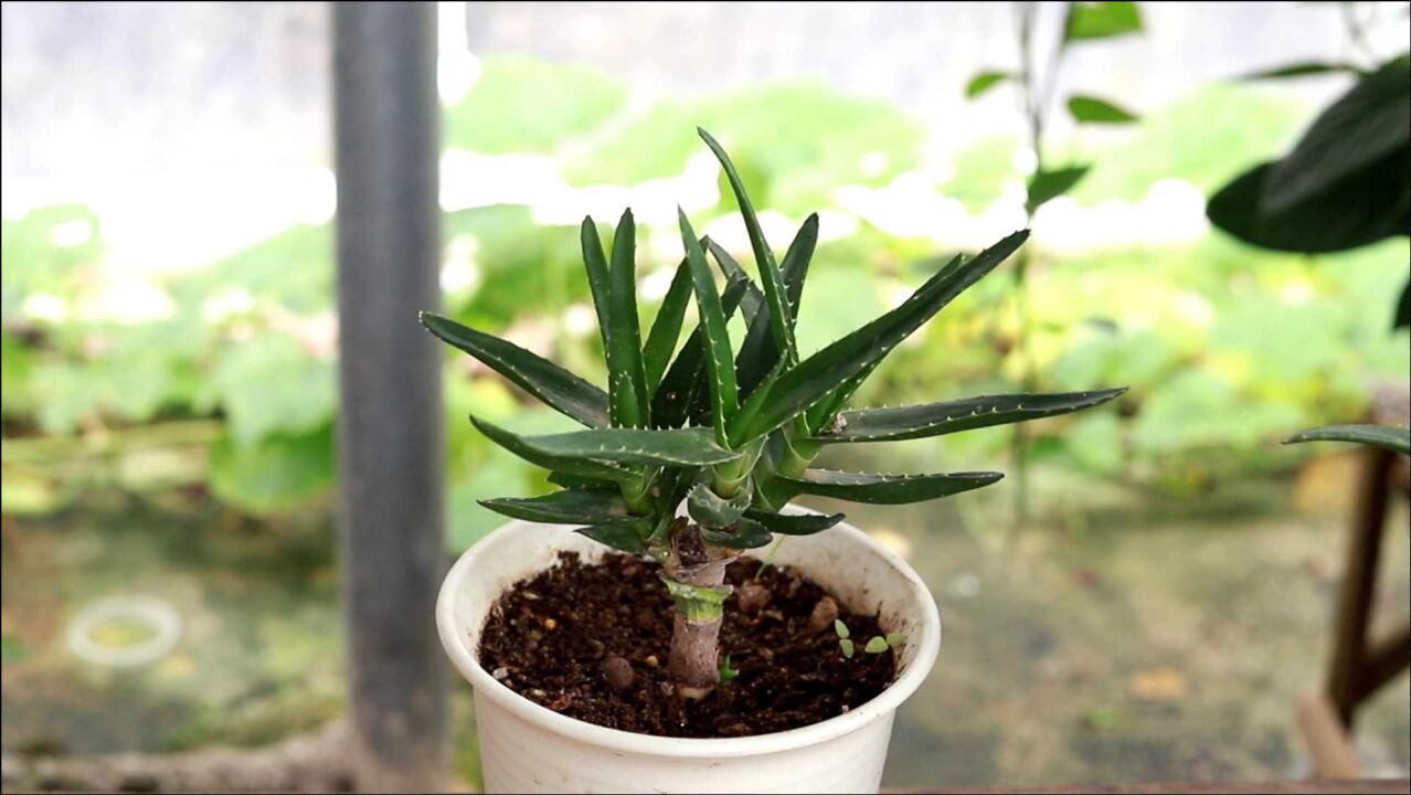 只需简单几步,把芦荟养成老桩,观赏价值更高!