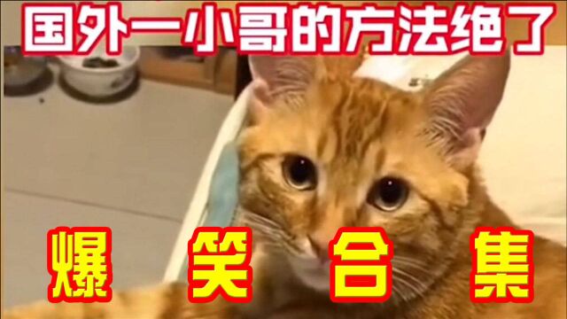 搞笑瞬间:如何辨别猫咪的国籍