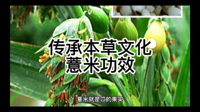 传承本草文化,一起学习薏米功效