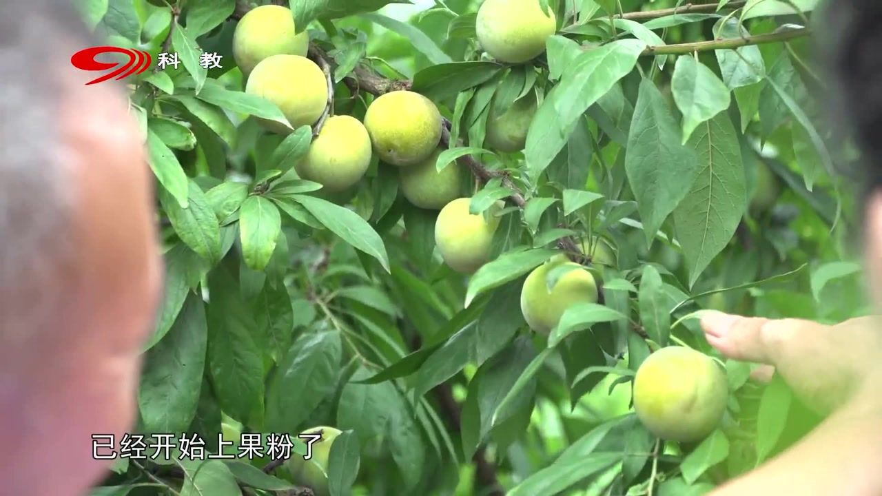 新品种李子树有哪些品种巨进一号付成德李子苗