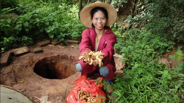 小秀地窖拿嫩生姜,10多斤的小嫩姜,看看这生姜怎么样?