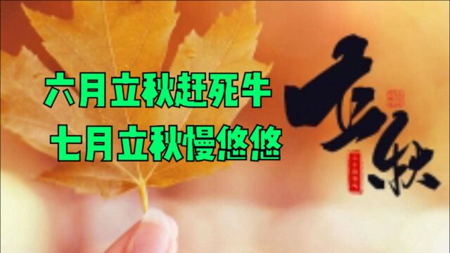 俗语:六月立秋赶死牛,七月立秋慢悠悠,现在俗语还适用吗?