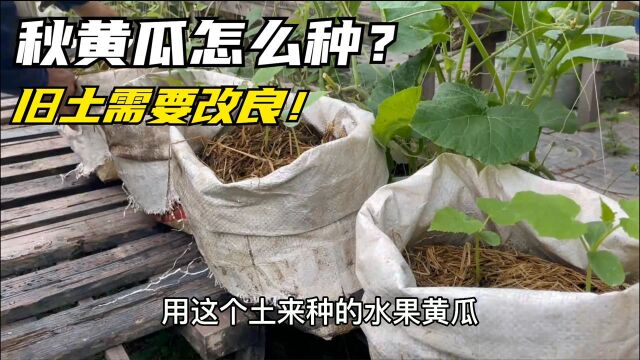 8月份种秋水果黄瓜,旧土该怎么用?2个实用种植技巧分享