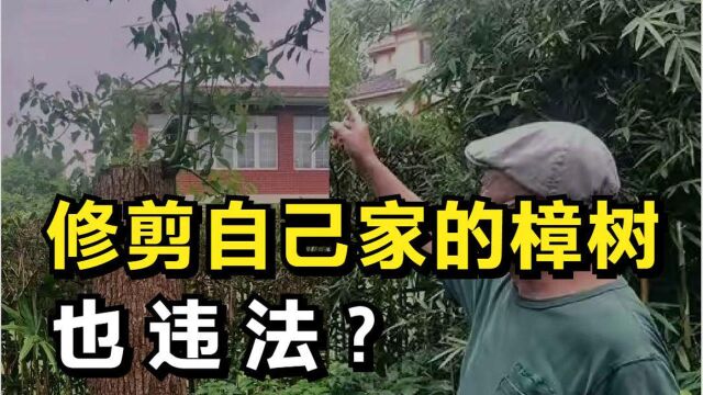 男子修剪自己家的樟树,被城管罚14万,听听律师怎么说