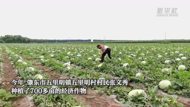 黑龙江省肇东市:依托经济作物 打造增收新亮点