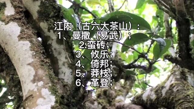 普洱茶江内、江外六大茶山,你知道几个?