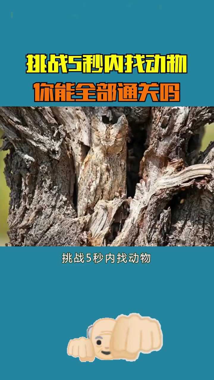 挑战5秒内找动物,你能全部通关吗#知识π计划-知识抢先知#_高清1080P在线观看平台_腾讯视频