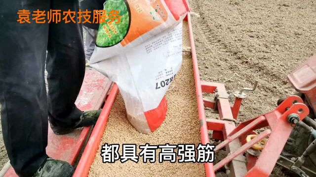 2021年首选种植的四个强筋小麦品种,最高亩产超700公斤